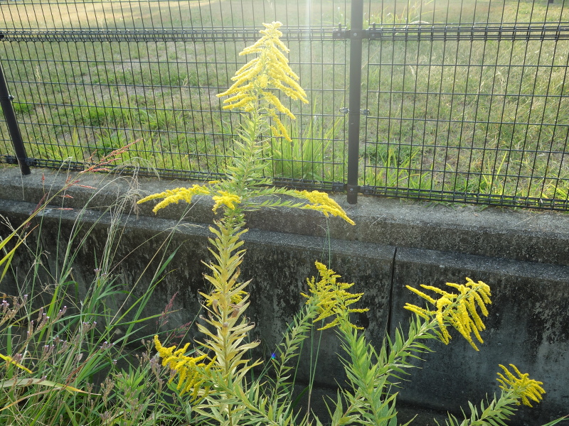 セイタカアワダチソウ