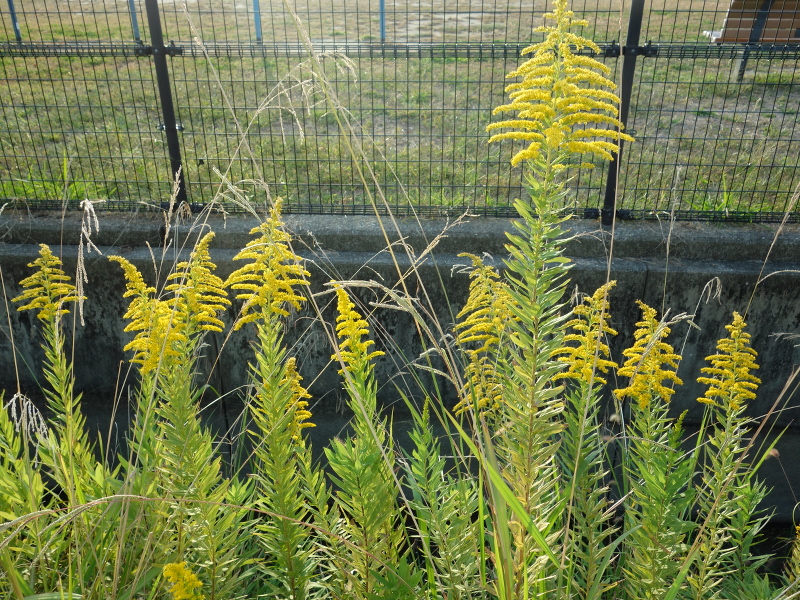 セイタカアワダチソウ