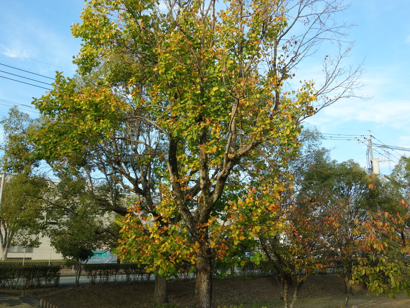 ユリノキ(百合の木、百合木)