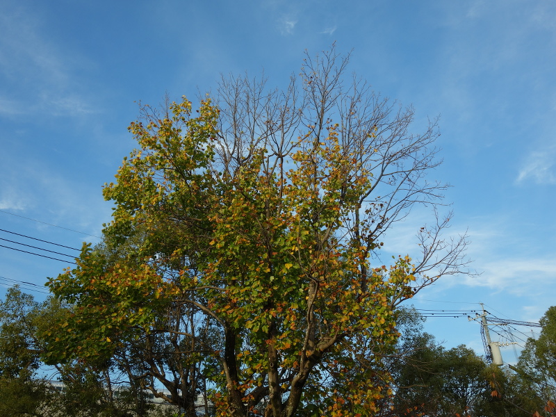 ユリノキ(百合の木、百合木)