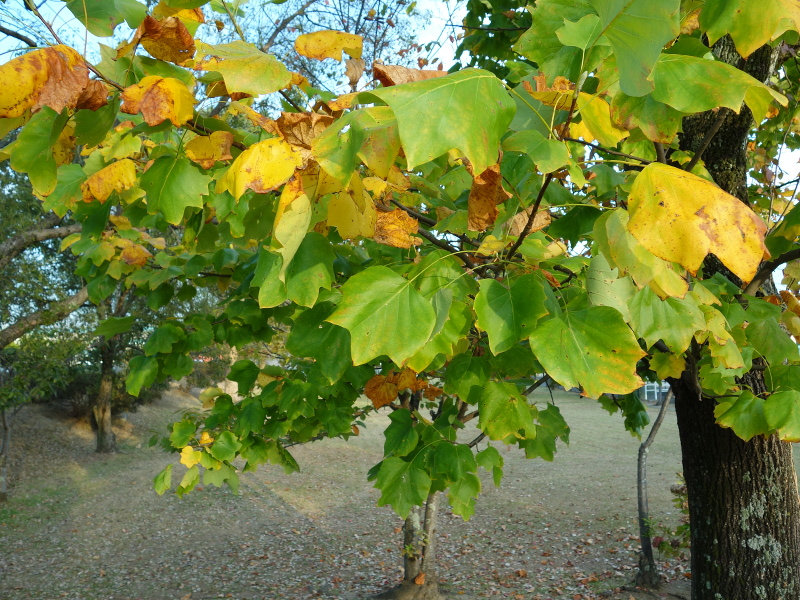 ユリノキ(百合の木、百合木)