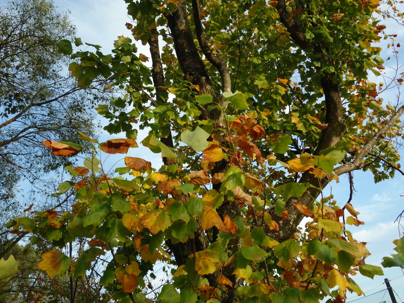 ユリノキ(百合の木、百合木)