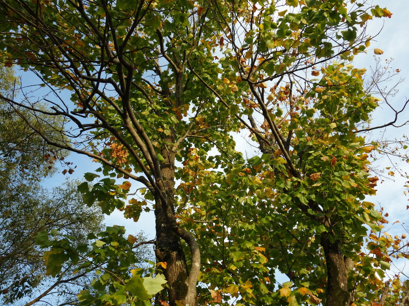 ユリノキ(百合の木、百合木)