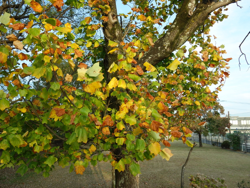 ユリノキ(百合の木、百合木)