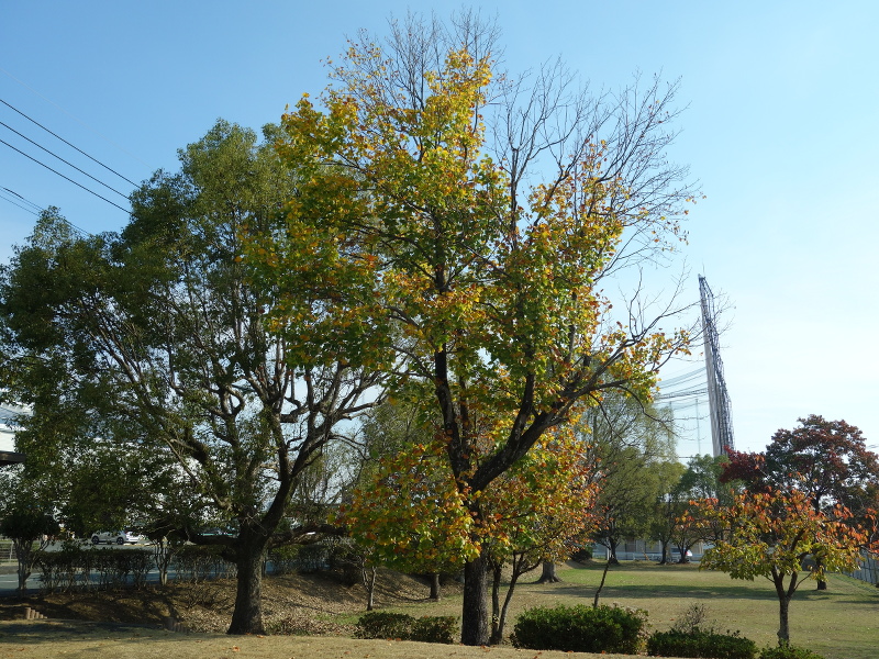 ユリノキ(百合の木、百合木)