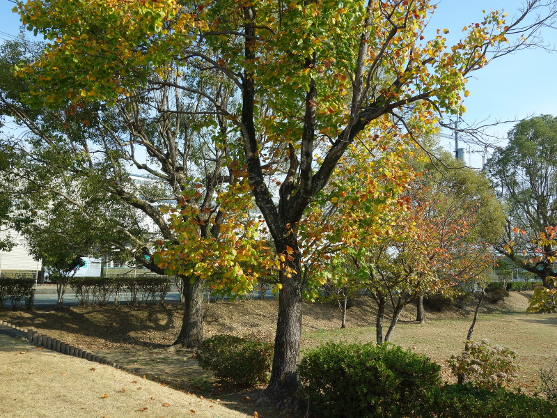 ユリノキ(百合の木、百合木)