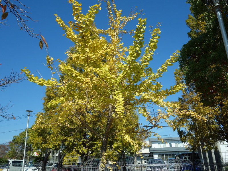 イチョウ(銀杏)