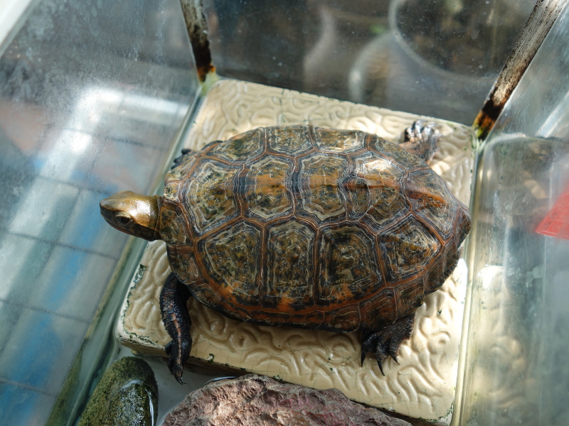 ニホンイシガメ