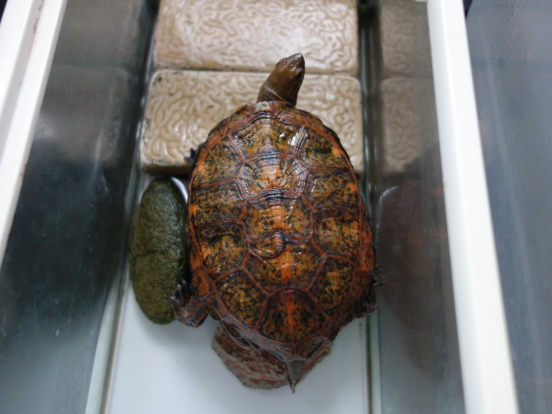 ニホンイシガメ