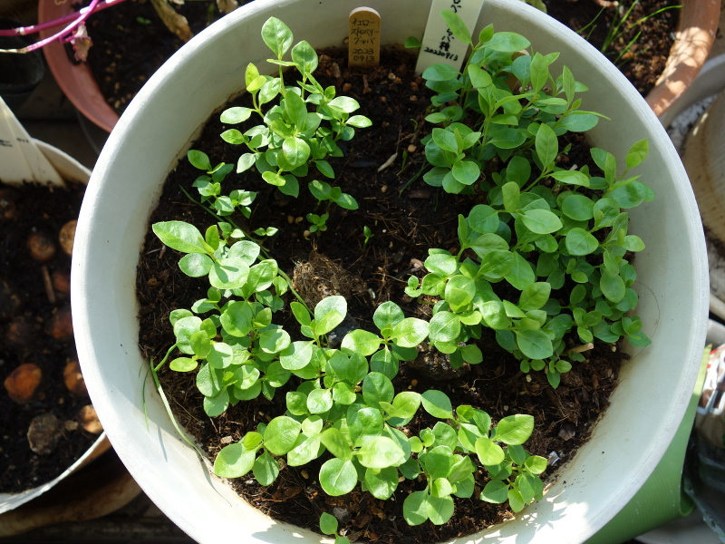 イエローストロベリーグァバの実生