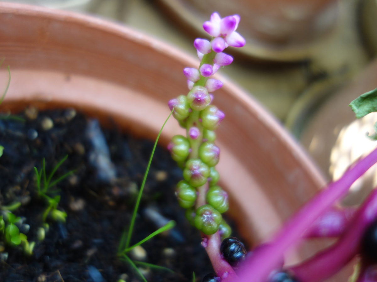 ツルムラサキ赤茎種の種