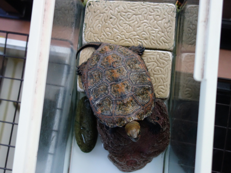 ニホンイシガメ