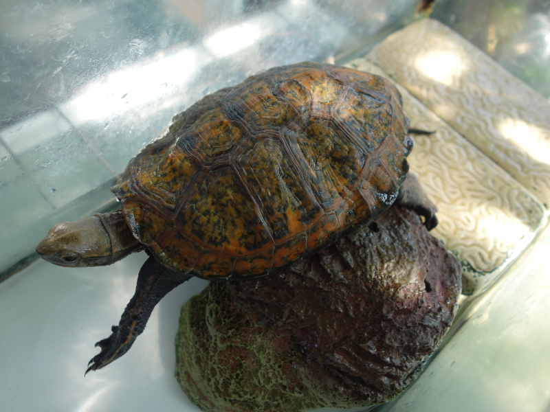 ニホンイシガメ