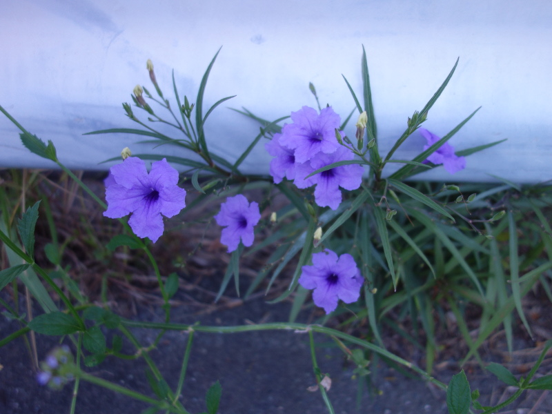 ムラサキルエリア