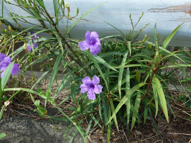 ムラサキルエリア