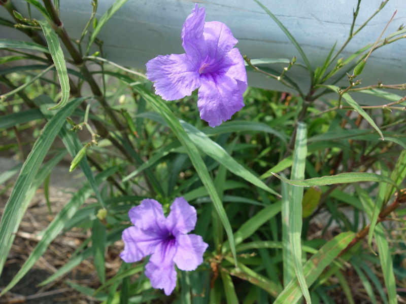 ムラ サキルエリア