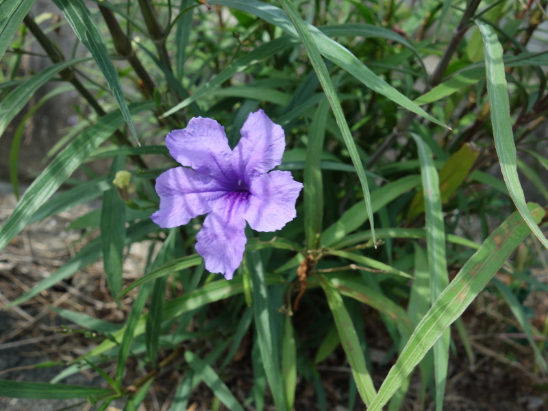 ムラサキルエリア