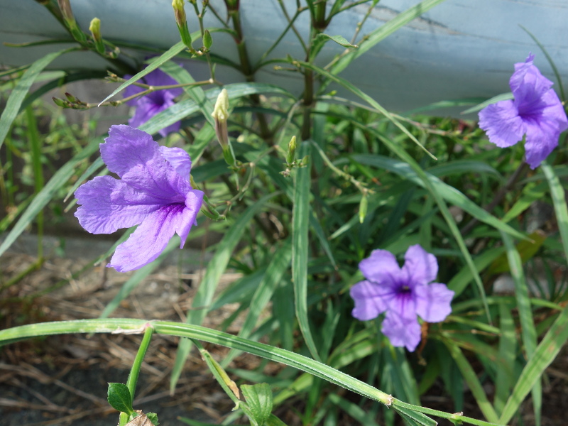 ムラ サキルエリア