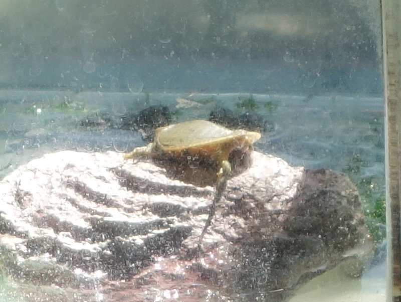 赤ちゃんスッポン