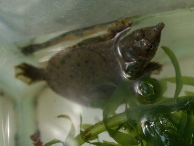 赤ちゃんスッポン