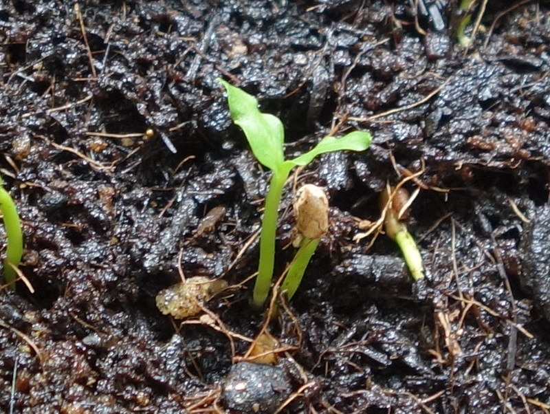 バ ンジロウの実生