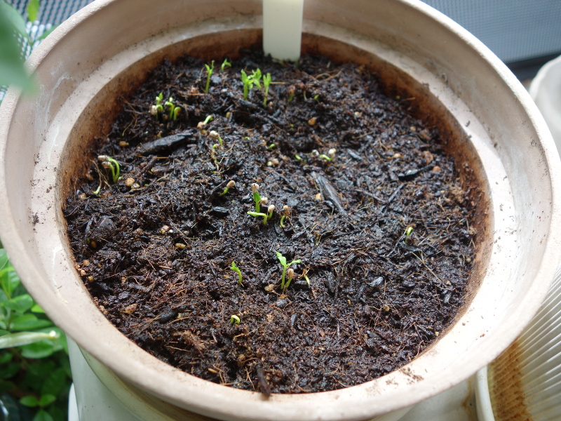 バンジロウの実生