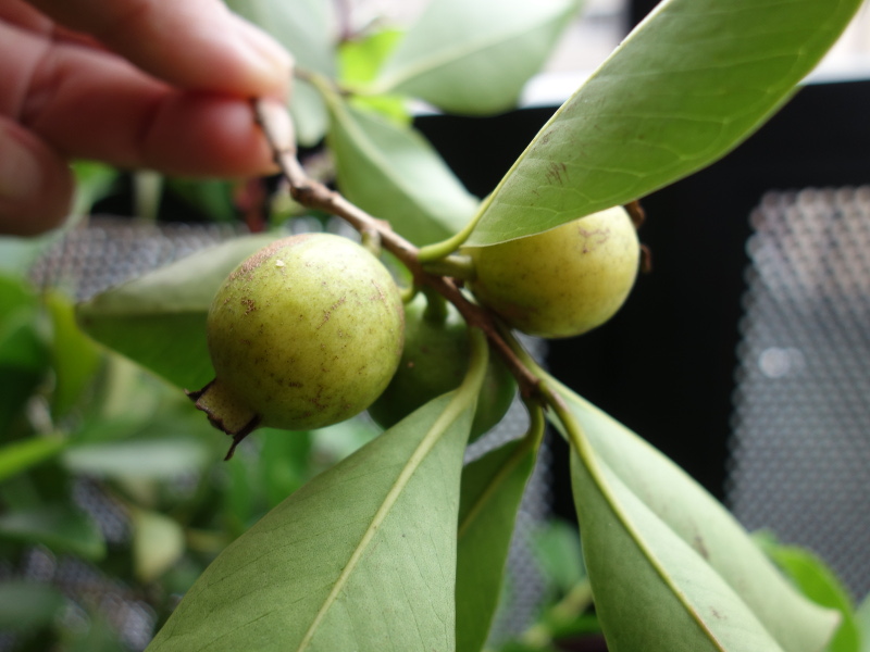 イエローストロベリーグァバの花