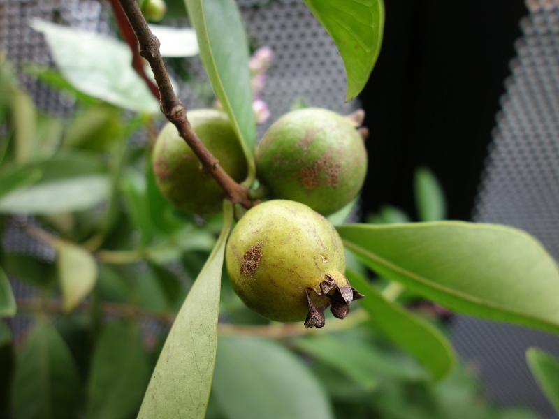 イエローストロベリーグァバの花