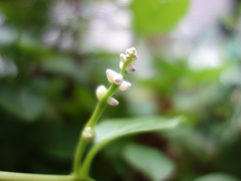 ツルムラサキ緑茎種の花と種