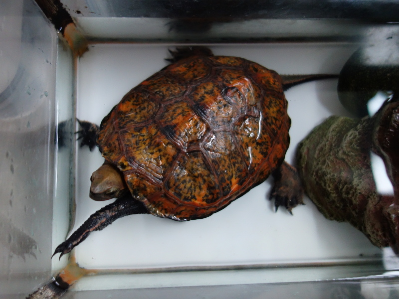 ニホンイシガメ