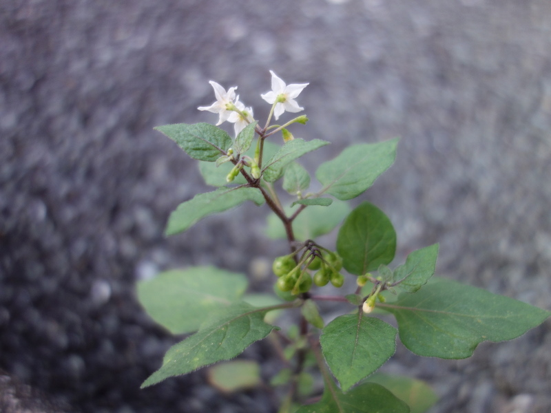 イヌホオズキ（犬酸漿）の花