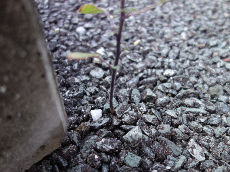 イヌホオズキ（犬酸漿）の花