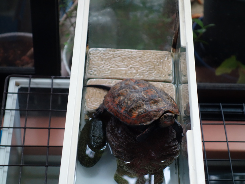 ニホンイシガメ