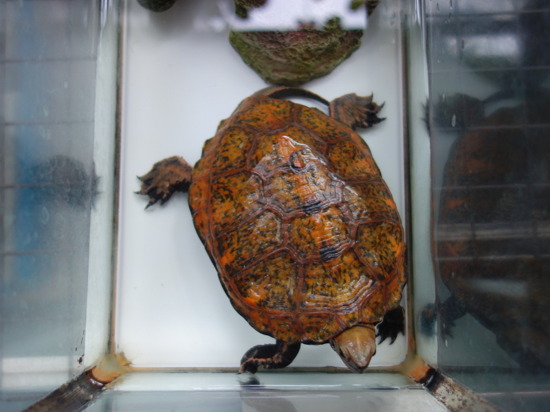 ニホンイシガメ