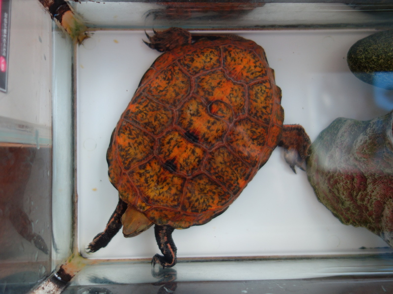 ニホンイシガメ