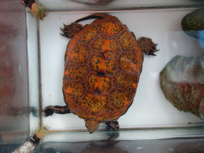 ニホンイシガメ