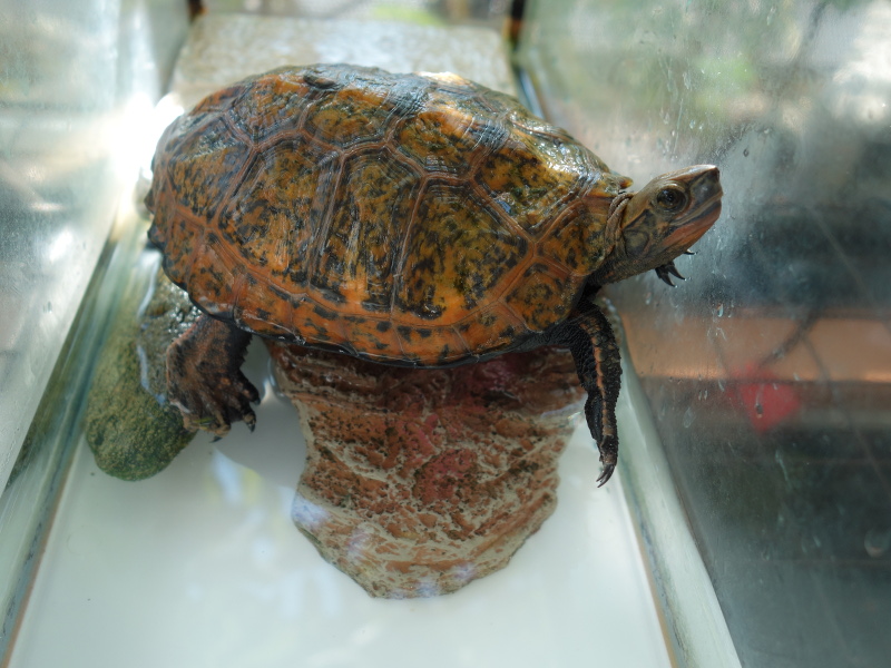 ニホンイシガメ