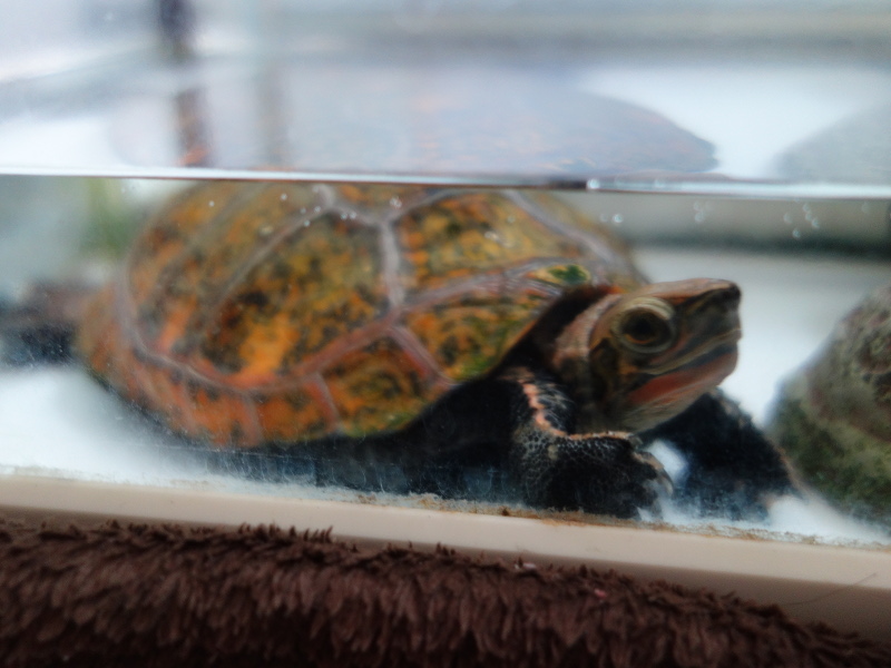 ニホンイシガメ