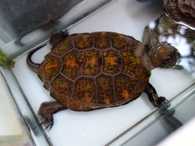 ニホンイシガメ