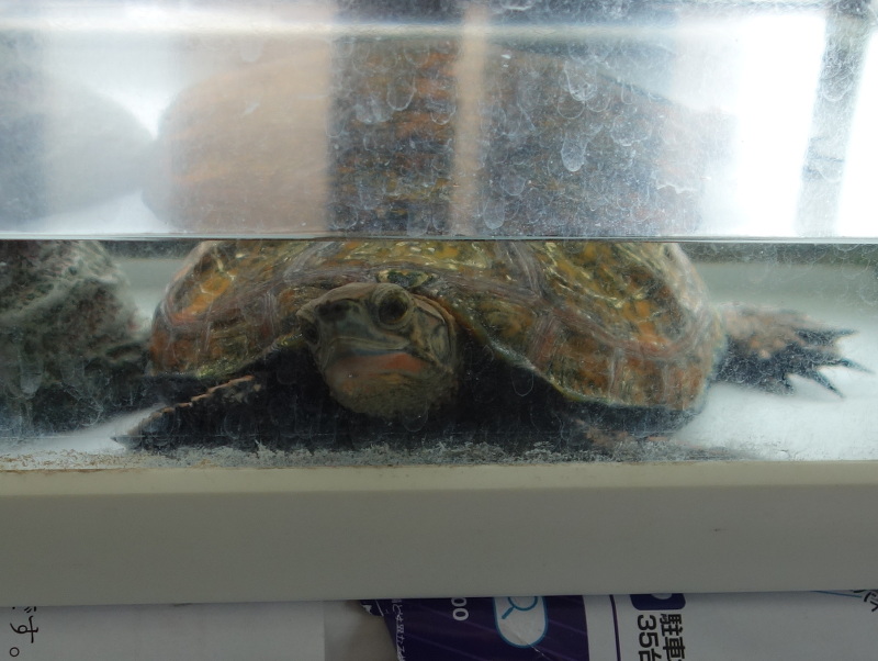 ニホンイシガメ