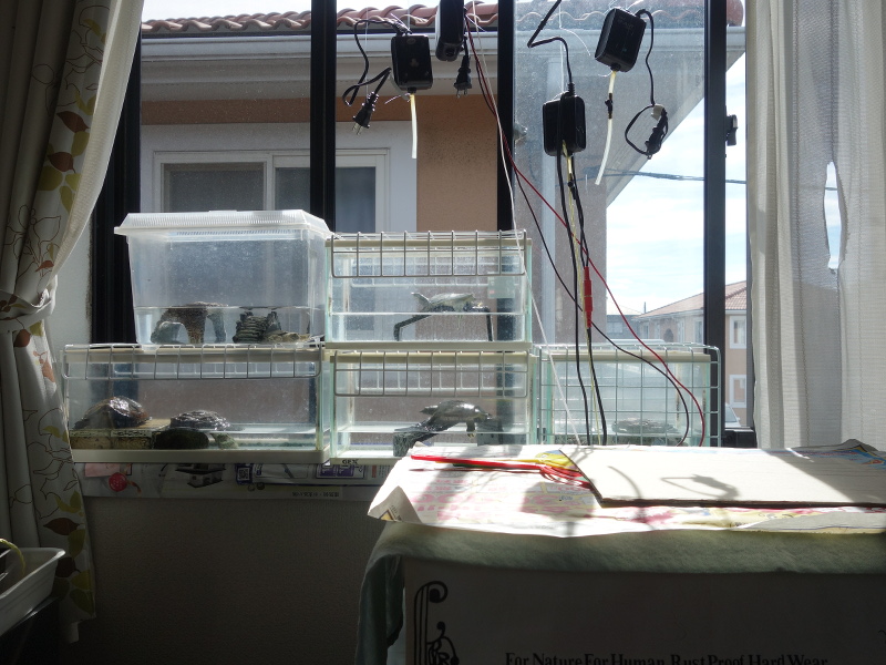 スッポンとニホンイシガメ