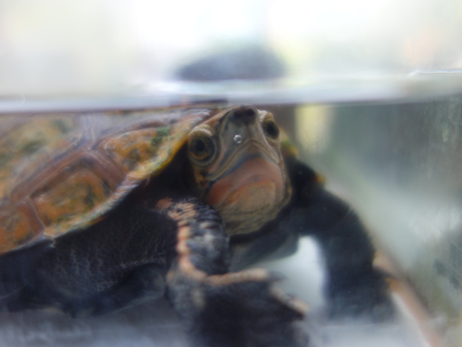 ニホンイシガメ