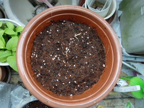 ツルムラサキ赤茎種の種を蒔いたプランター