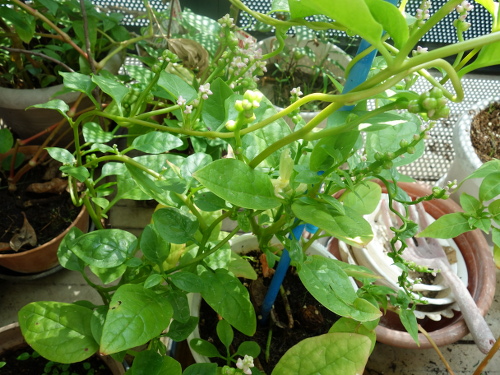 ツルムラサキ緑茎種