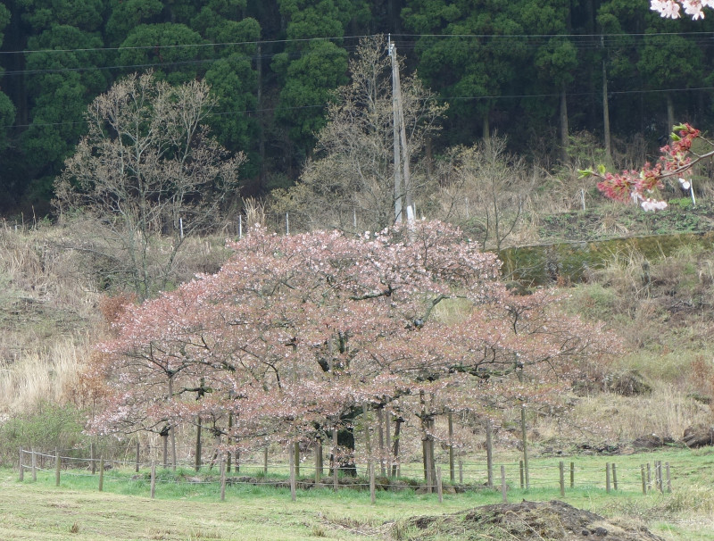 葉桜になった観音桜