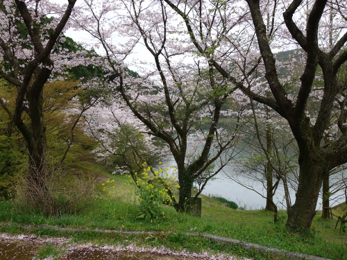 大切畑溜め池の桜ソメイヨシノの花