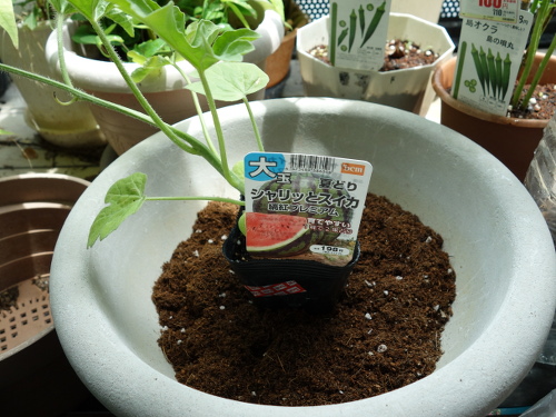 大玉スイカ縞紅プレミアムの苗