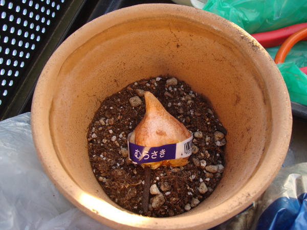 Growing of Tulip Violet Species in 2015