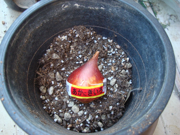 Growing Tulip Red and Yellow Species in 2015