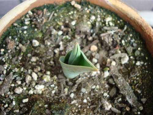 Growing Tulip Yellow Species in 2015
